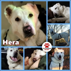 Hera Traumhund Herdenschutzhund Mischling Hündin verträglich sucht Zuhause für immer