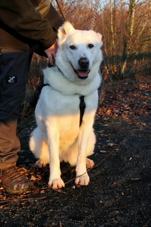 Hera Traumhund Herdenschutzhund Mischling Hündin verträglich sucht Zuhause für immer Bild 8