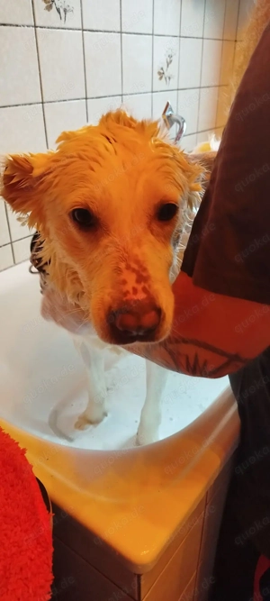 Hera Traumhund Herdenschutzhund Mischling Hündin verträglich sucht Zuhause für immer Bild 3
