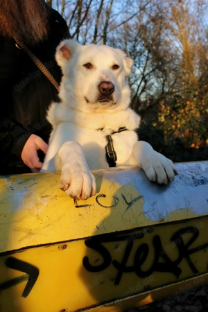 Hera Traumhund Herdenschutzhund Mischling Hündin verträglich sucht Zuhause für immer Bild 9