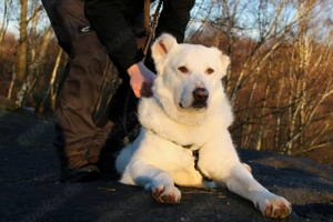 Hera Traumhund Herdenschutzhund Mischling Hündin verträglich sucht Zuhause für immer Bild 7