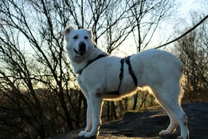 Hera Traumhund Herdenschutzhund Mischling Hündin verträglich sucht Zuhause für immer Bild 4