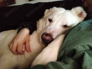 Hera Traumhund Herdenschutzhund Mischling Hündin verträglich sucht Zuhause für immer Bild 2