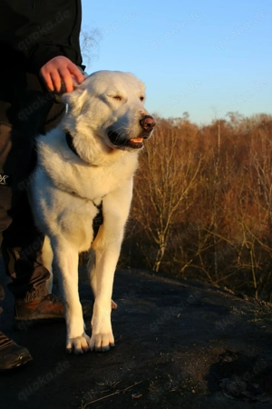 Hera Traumhund Herdenschutzhund Mischling Hündin verträglich sucht Zuhause für immer Bild 6