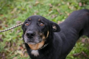 *ARES* - Der Rüde ist lieb und sozial. Er sucht ein etwas ruhigeres Zuhause