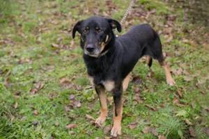 *ARES* - Der Rüde ist lieb und sozial. Er sucht ein etwas ruhigeres Zuhause
