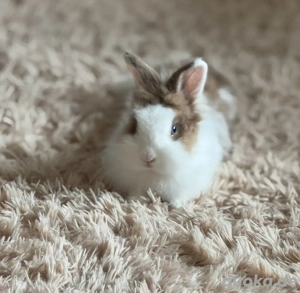 Zwergkaninchen zu verschenken