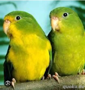 Zitronensittich Hahn