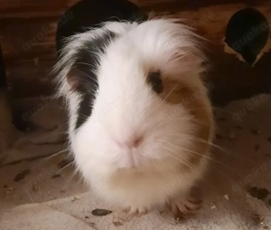 Cookie - 4 Jahre - Meerschweinchen - Tierhilfe Franken e.V.