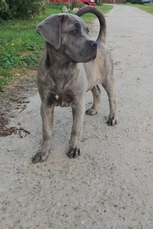 Cane Corso 
