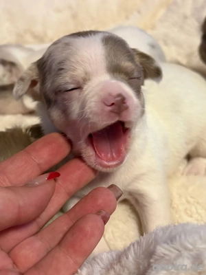 Reinrassiger Chihuahua Bub 