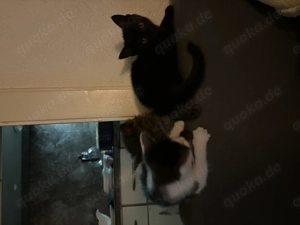 Baby mischlingskatzen 