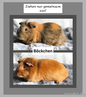 Zwei Meerschweinchen-Böckchen suchen...