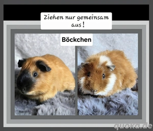 Zwei Meerschweinchen-Böckchen suchen...