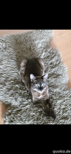 wunderschöner Bengal Deckkater MINK CHAROCAL Snow