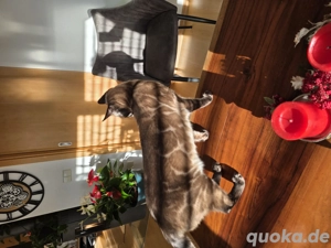 wunderschöner Bengal Deckkater Snow MINK CHAROCAL  Bild 6