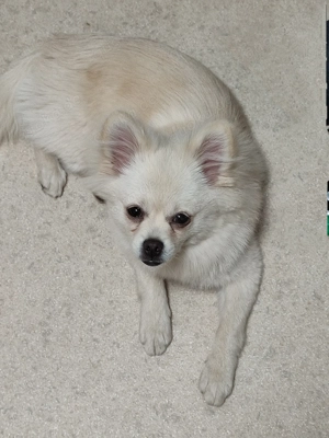 Verkaufe einen männlichen Zwergspitz-Mix 