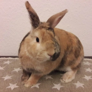 SNICKERS sucht ein Zuhause