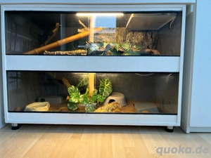 2 königspython & 2 Terrarien 120x60x80cm mit Heizung & LED Beleuchtung