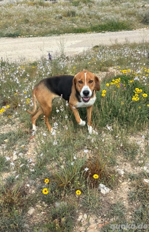 Extraliebe Frida Beaglemix in den besten Jahren sucht Hilfe