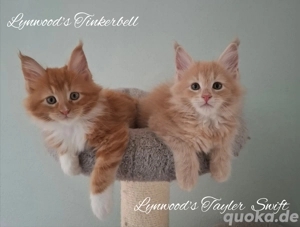 Wunderschöne, verschmuste Babys mit Stammbaum