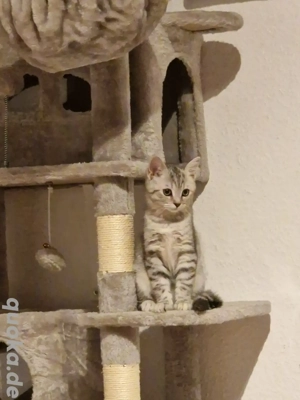 Verkaufe die süße maus 