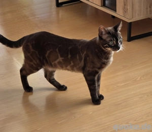 wunderschöner Bengal Deckkater Snow MINK CHAROCAL  Bild 10