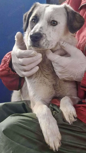 Hübsche Isi hofft auf ihre 2. Chance Bild 4