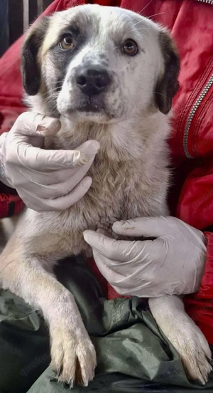 Hübsche Isi hofft auf ihre 2. Chance