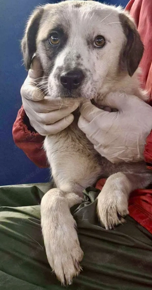 Hübsche Isi hofft auf ihre 2. Chance Bild 5