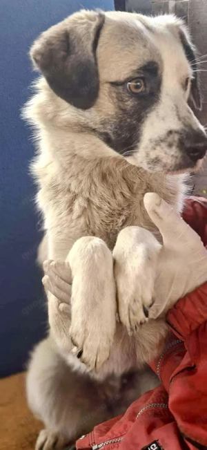 Hübsche Isi hofft auf ihre 2. Chance Bild 3