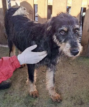 Freundlicher Junghund Malte