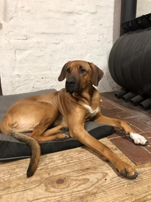 Sammy - Sanfter Riese sucht neues Zuhause