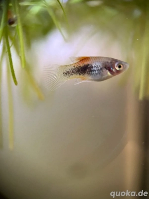 Platy Fische, Aquarium Fische, Platys