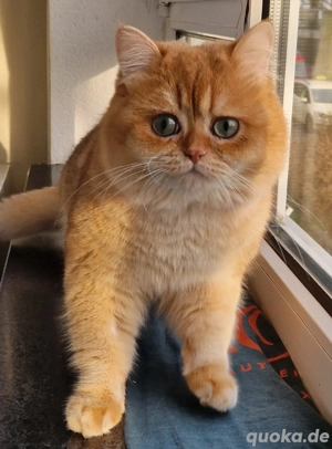 BKH Deckkater mit Stammbaum 