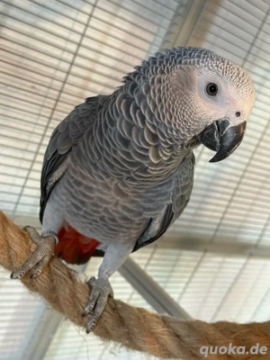 graupapagei weibchen jung 