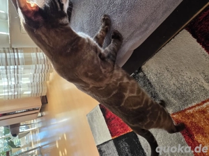 wunderschöner Bengal Deckkater Snow MINK CHAROCAL  Bild 9