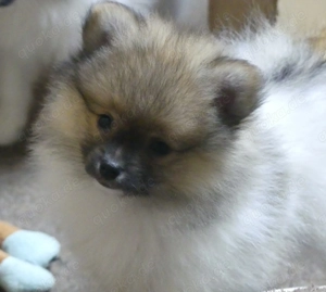 Pomeranian Zwergspitz Welpen