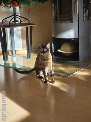 wunderschöner Bengal Deckkater Snow MINK CHAROCAL  Bild 2