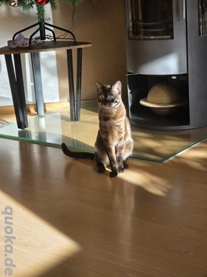 wunderschöner Bengal Deckkater Snow MINK CHAROCAL  Bild 7