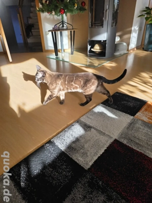 wunderschöner Bengal Deckkater Snow MINK CHAROCAL  Bild 8