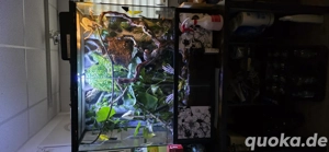 Exo Terra Terrarium Paludarium