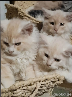 Reinrassige Maine coon Kitten