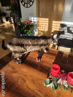 wunderschöner Bengal Deckkater Snow MINK CHAROCAL  Bild 5