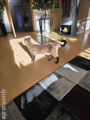 wunderschöner Bengal Deckkater Snow MINK CHAROCAL  Bild 3