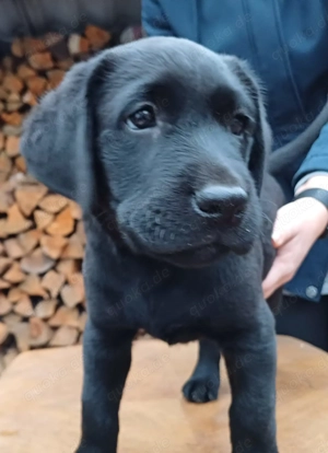 Labrador Welpen 