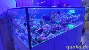 Ableger Korallen sps lps weiche