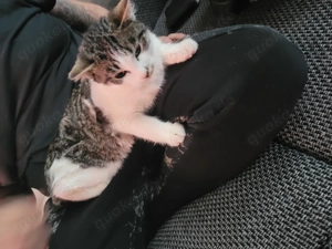 Katzen Babys Geschwister 