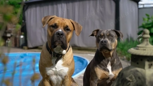 Welpen zur Abgabe: 8 Wochen alt