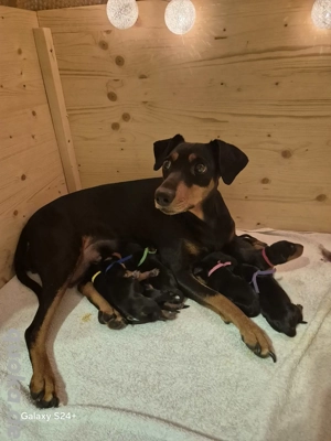Deutescher Pinscher Welpen 